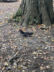Sciurus carolinensis