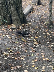 Sciurus carolinensis