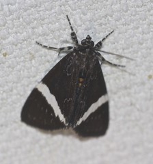 Coenotoca subaspersa