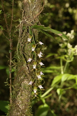 Sarcochilus australis