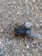 Diptera