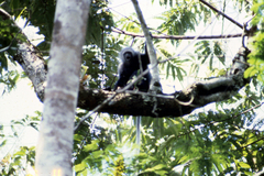 Colobus polykomos