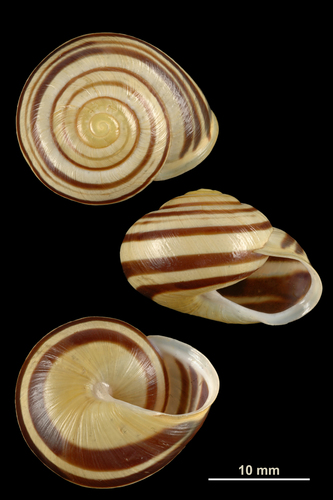 White-lipped Snail