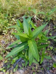 Asclepias incarnata incarnata