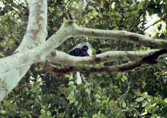 Colobus polykomos