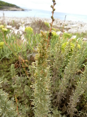 Artemisia caerulescens gallica