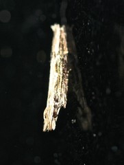 Hypatima spathota