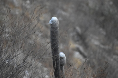 Espostoa melanostele