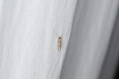 Tegenocharis tenebrans