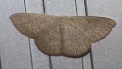 Cyclophora obstataria