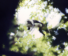 Colobus polykomos