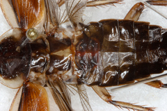 Parcoblatta pennsylvanica