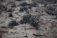 Tillandsia latifolia