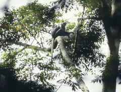 Colobus polykomos