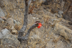 Jatropha macrantha
