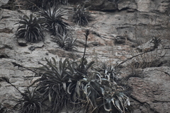 Tillandsia latifolia