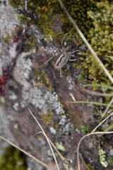 Odiellus troguloides