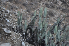 Armatocereus matucanensis