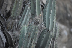 Armatocereus matucanensis