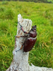 Sphaenognathus prionoides