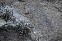 Tillandsia latifolia