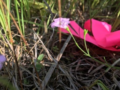 Agalinis skinneriana
