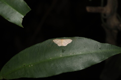 Idaea ptyonopoda