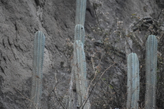 Trichocereus macrogonus peruvianus