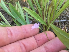 Agalinis skinneriana