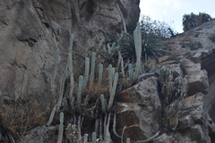 Trichocereus macrogonus peruvianus