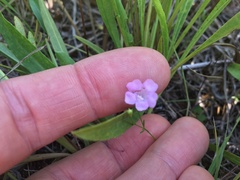 Agalinis skinneriana