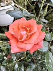 Rosa