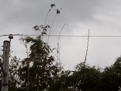 Bambusa vulgaris