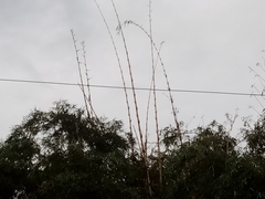 Bambusa vulgaris