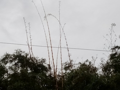 Bambusa vulgaris