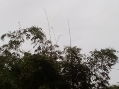 Bambusa vulgaris