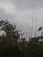 Bambusa vulgaris