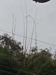 Bambusa vulgaris