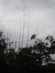 Bambusa vulgaris