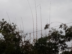 Bambusa vulgaris