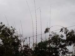 Bambusa vulgaris