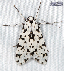 Eucereon tigrata
