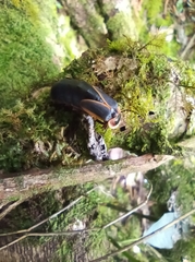Lampyridae