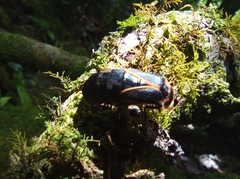 Lampyridae