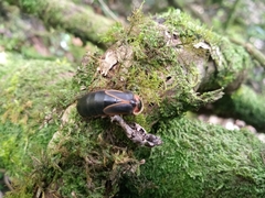 Lampyridae
