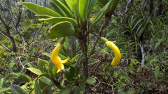 Scaevola glabra