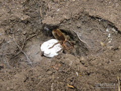Plesiopelma longisternale