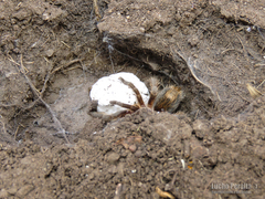 Plesiopelma longisternale