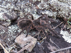 Grammostola burzaquensis