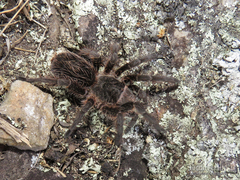 Grammostola burzaquensis